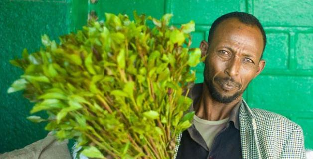 Khat (also commonly referenced to as qat, qaad, gat, jaad, tchat, and miraa) is a small leafy plant. Among communities in the Horn of Africa and the Arabian Peninsula, the chewing of khat is a social custom dating back many thousands of years.